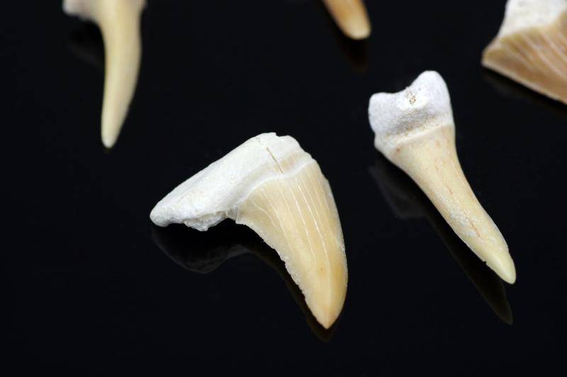 Shark teeth – small