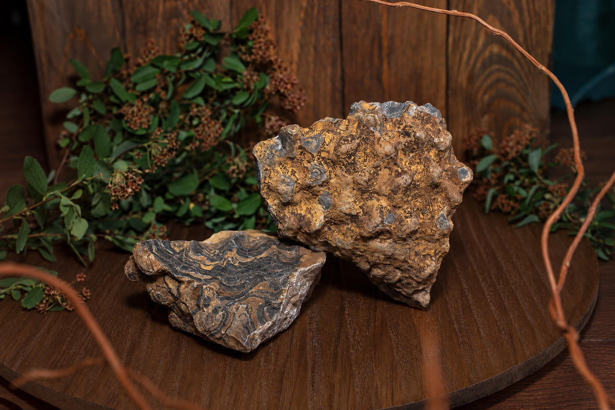 Two rough, layered rocks with brown and grey patterns rest on a dark wooden surface beside greenery.