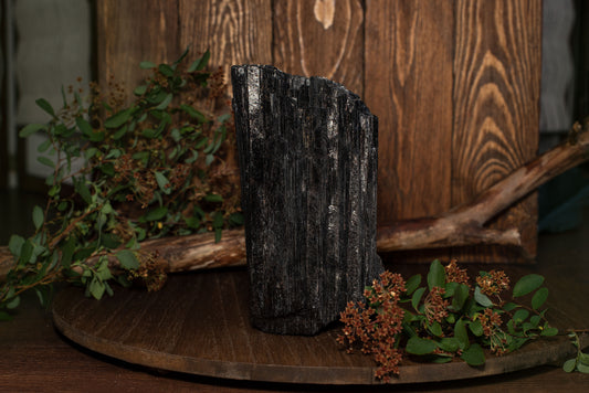 Tourmaline schorl – 1-1.5kg raw black crystal standing upright on a wooden surface with green leaves and dried flowers around it, showcasing natural mineral beauty.